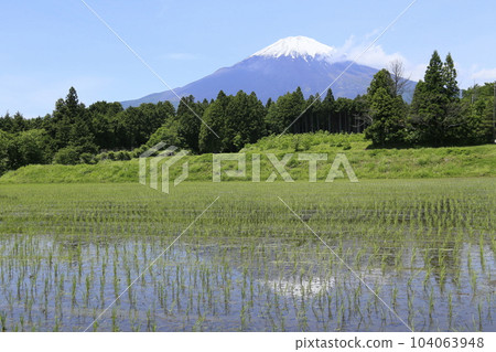 御殿場稻田和富士山 104063948