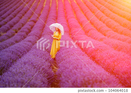 A middle-aged woman in a lavender field walks under an umbrella on a rainy day and enjoys aromatherapy. Aromatherapy concept, lavender oil, photo session in lavender 104064018