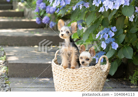 Hydrangea and two Yorkshire Terriers Hydrangea and two Yorkshire Terriers 104064113