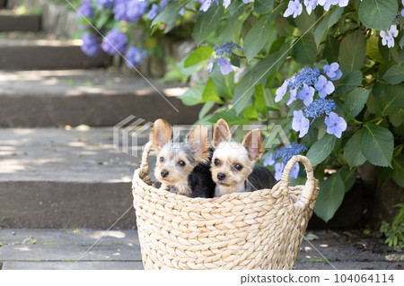 繡球花和兩隻約克夏犬 104064114