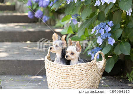繡球花和兩隻約克夏犬 104064115