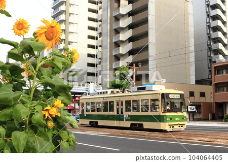 Hiroshima Electric Railway streetcar and sunflowers running through Hiroshima City Hiroshima Electric Railway streetcar and sunflowers running through Hiroshima City 104064405