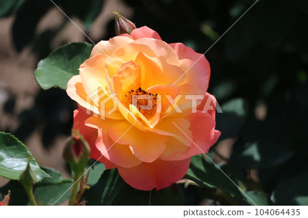 A close-up view of the Souvenir de Anne Franck rose with mixed petals of pink, orange and yellow 104064435