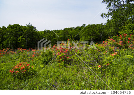 June (rainy season) of Rhododendron japonicum and Japanese white birch on Otome Kogen in Makioka Town, Yamanashi Prefecture June (rainy season) of Rhododendron japonicum and Japanese white birch on Otome Kogen in Makioka Town, Yamanashi Prefecture 104064736