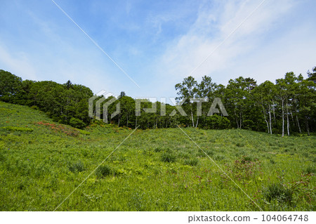 June (rainy season) of Rhododendron japonicum and Japanese white birch on Otome Kogen in Makioka Town, Yamanashi Prefecture June (rainy season) of Rhododendron japonicum and Japanese white birch on Otome Kogen in Makioka Town, Yamanashi Prefecture 104064748