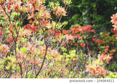 June (rainy season) of Rhododendron japonicum and Japanese white birch on Otome Kogen in Makioka Town, Yamanashi Prefecture June (rainy season) of Rhododendron japonicum and Japanese white birch on Otome Kogen in Makioka Town, Yamanashi Prefecture 104064811