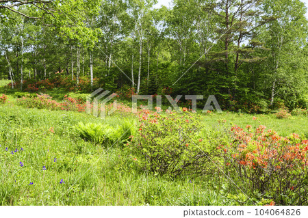 June (rainy season) of Rhododendron japonicum and Japanese white birch on Otome Kogen in Makioka Town, Yamanashi Prefecture June (rainy season) of Rhododendron japonicum and Japanese white birch on Otome Kogen in Makioka Town, Yamanashi Prefecture 104064826