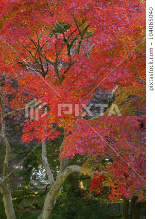 Autumn leaves 104065040