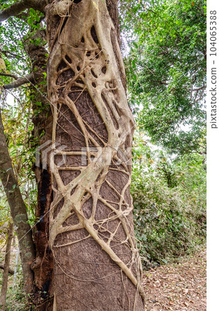 parasitic plant clinging to a tree 104065388