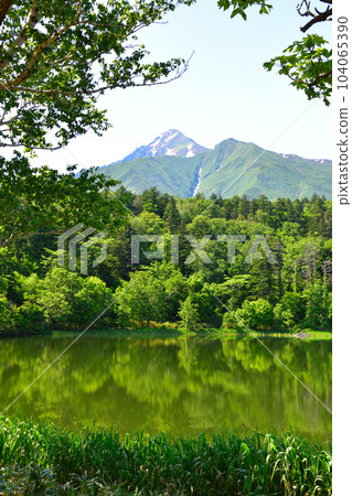 Spring Rishiri Island Himenuma Spring Rishiri Island Himenuma 104065390