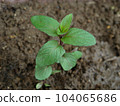 Black peppermint seedlings and moist soil high angle 104065686