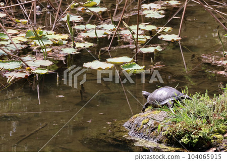 香川_特別名勝_栗林公園 104065915