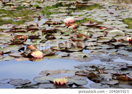 香川_特別名勝_栗林公園 104065923