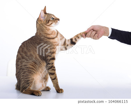 cat handshaking with business man cat handshaking with business man 104066115
