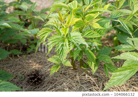 Long needle pine straw mulch for young raspberry bushes in Spring. Long needle pine straw mulch for young raspberry bushes in Spring. 104066132
