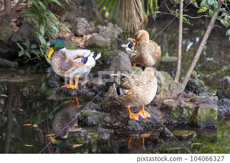 鴨 104066327