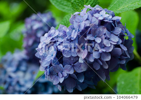 Hydrangea blooming in the rainy season 104066479