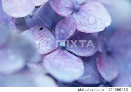 Hydrangea blooming in the rainy season 104066480