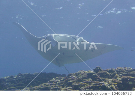 Dive with Manta ray at Ishigaki island, Japan 104066753