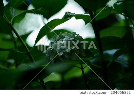 雨天的繡球花 雨天的繡球花 104066851