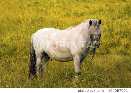 Small white horse on green field 104067051