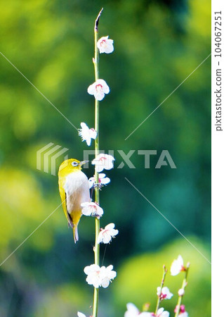 A cute little green bird named White-eye perched on a branch of white plum blossoms in full bloom, vertical A cute little green bird named White-eye perched on a branch of white plum blossoms in full bloom, vertical 104067251