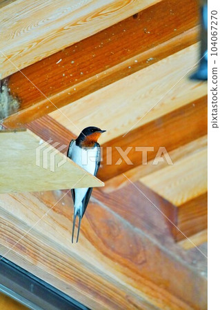 A beautiful swallow perching on a board attached to a wooden ceiling, vertical 104067270