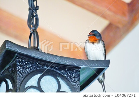 A swallow, a cute little bird perching on the edge of a stylish pendant light 104067271
