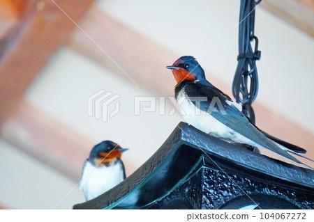 Two beautiful swallows perched on a pendant light 104067272