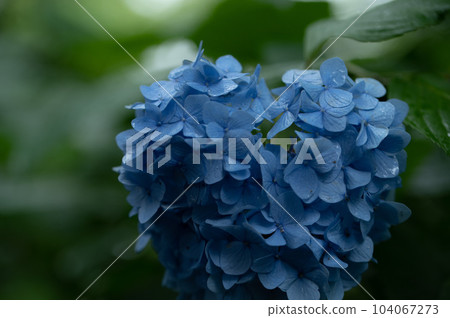 下雨天的繡球花看起來不一樣的美麗 104067273