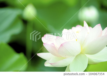 在農村看到的蓮花 在農村看到的蓮花 104067354