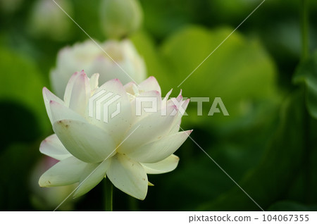 在農村看到的蓮花 在農村看到的蓮花 104067355