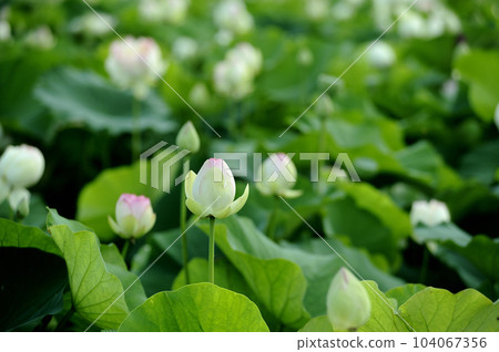 在農村看到的蓮花 在農村看到的蓮花 104067356