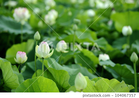 在農村看到的蓮花 104067357
