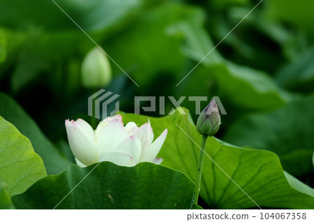 在農村看到的蓮花 在農村看到的蓮花 104067358