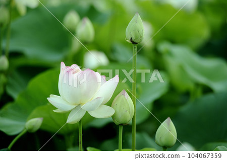 在農村看到的蓮花 在農村看到的蓮花 104067359