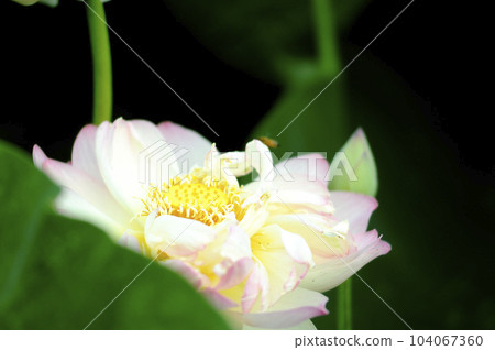 在農村看到的蓮花 在農村看到的蓮花 104067360
