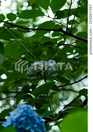 blooming hydrangea blooming hydrangea 104067367