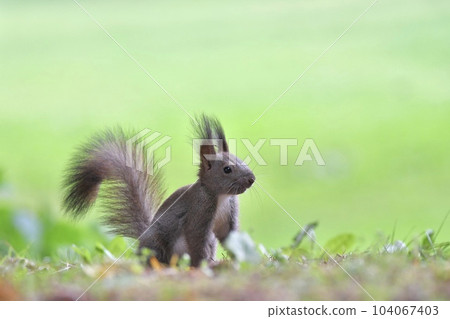 Child squirrel in the green Child squirrel in the green 104067403