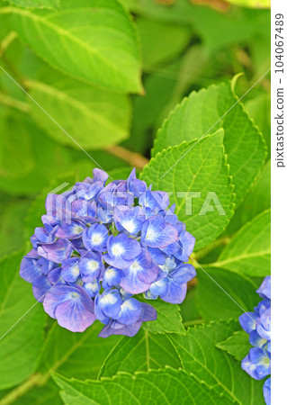 繡球花 104067489