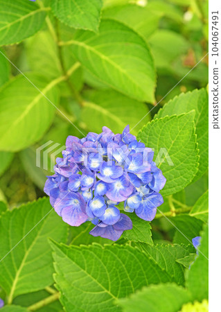 繡球花 104067491