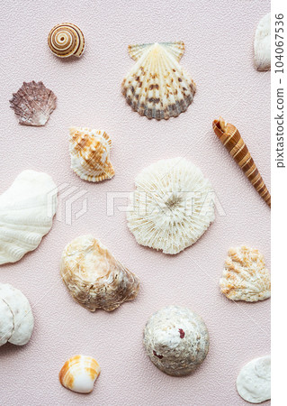 Seashells and corals set. Marine pattern. Seashells and corals set. Marine pattern. 104067536