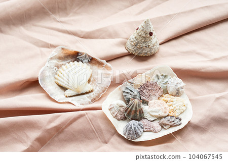 Seashells maritime wealth. Sea shells collection for crafting decoration. Seashells maritime wealth. Sea shells collection for crafting decoration. 104067545