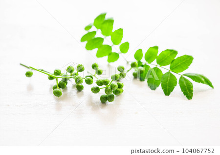 Sansho fruit 104067752