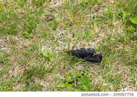 Norikura Kogen New bear excrement 104067756