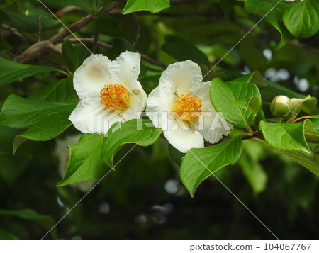 Summer Rose Blooming in June Summer Rose Blooming in June 104067767