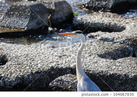 Blue heron aiming for prey Gray heron Blue heron aiming for prey Gray heron 104067830