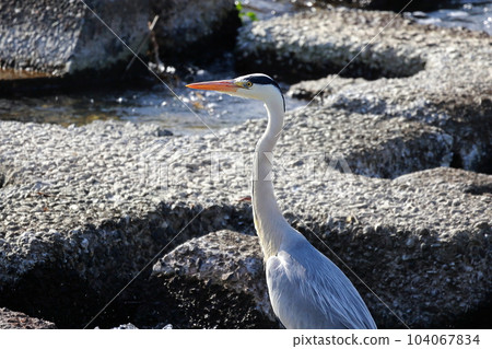 藍鷺瞄準獵物灰鷺 104067834