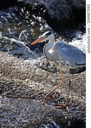 藍鷺瞄準獵物灰鷺 104067843