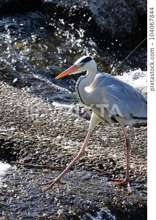 Blue heron aiming for prey Gray heron Blue heron aiming for prey Gray heron 104067844